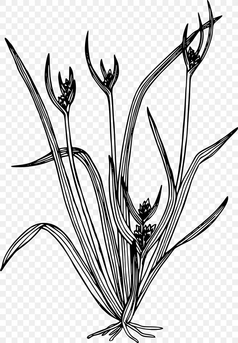 Line Art Carex Hystericina Drawing Plant Clip Art, PNG, 1668x2400px, Line Art, Black And White, Branch, Carex Aurea, Carex Backii Download Free