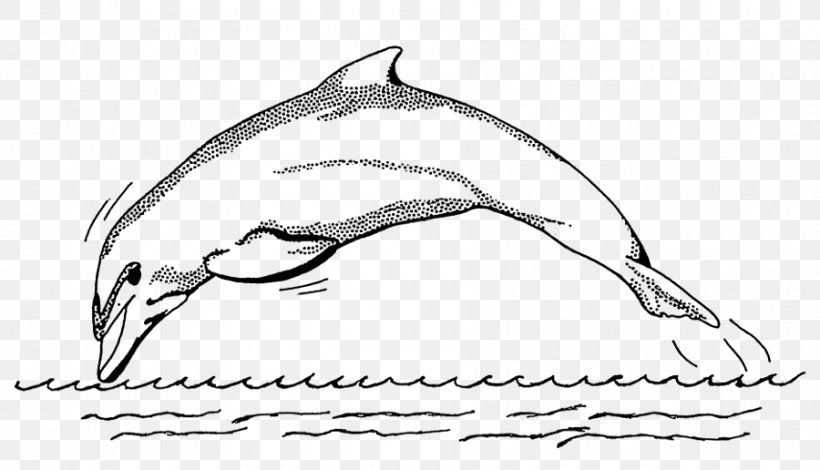 Spinner Dolphin Bottlenose Dolphin Drawing Clip Art, PNG, 900x516px, Spinner Dolphin, Artwork, Beak, Bird, Black And White Download Free