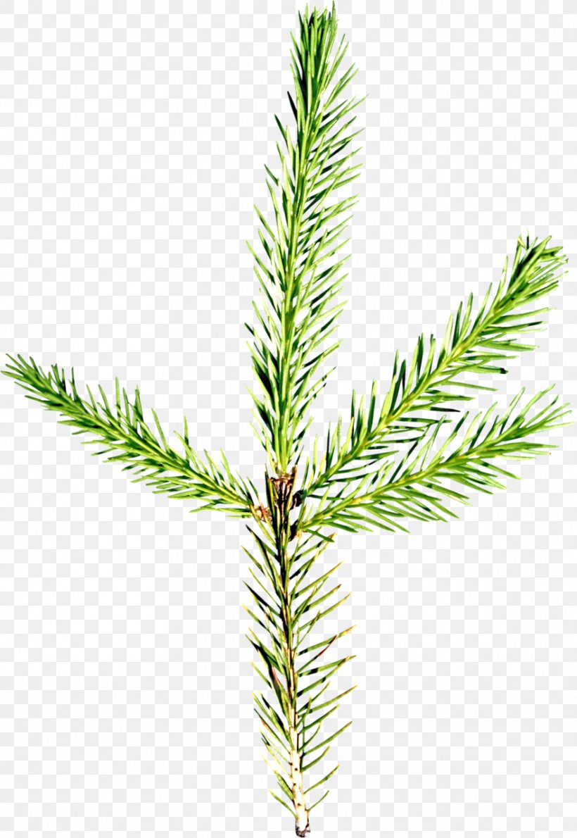 Spruce Fir Pine Larch Evergreen, PNG, 882x1280px, Spruce, Branch, Conifer, Conifer Cone, Conifers Download Free