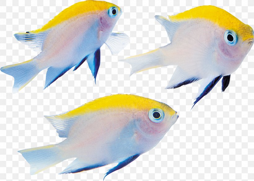 Benthic Zone Fish Seabed, PNG, 2660x1899px, Benthic Zone, Aquarium Decor, Beak, Common Pet Parakeet, Concepteur Download Free