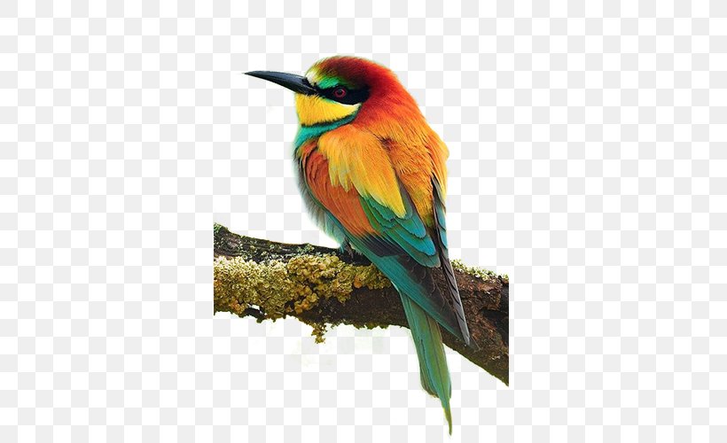 Bird European Bee-eater Parrot, PNG, 500x500px, Bird, Beak, Bee, Beeeater, Bumblebee Download Free