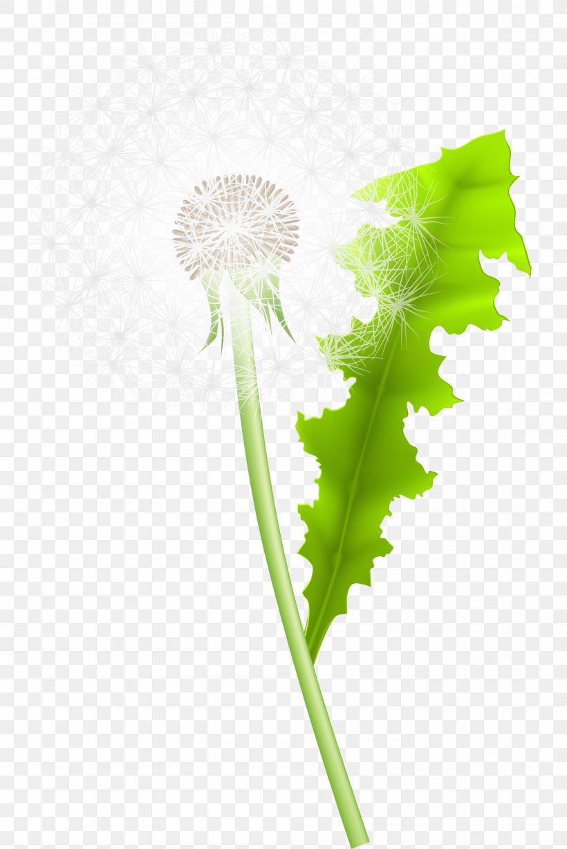 Dandelion Green Google Images, PNG, 2000x2991px, Dandelion, Color, Computer, Daisy Family, Flora Download Free