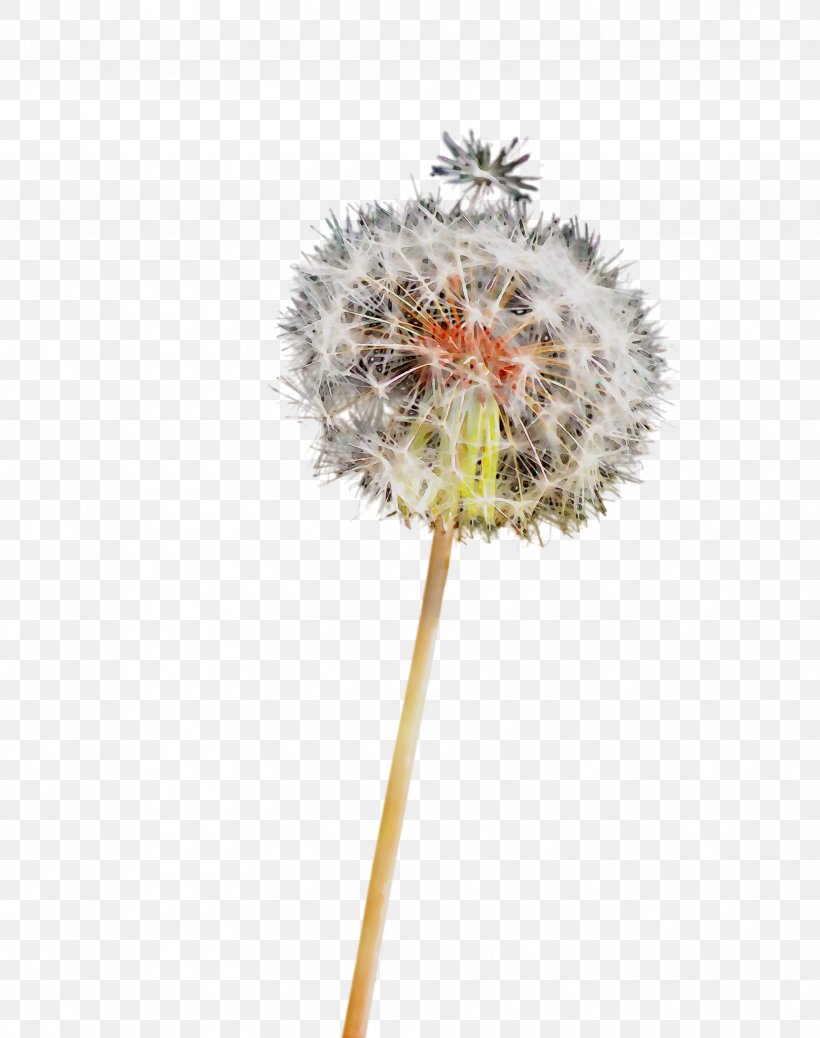 Dandelion Tree, PNG, 3441x4356px, Dandelion, Flower, Flowering Plant, Plant, Tree Download Free