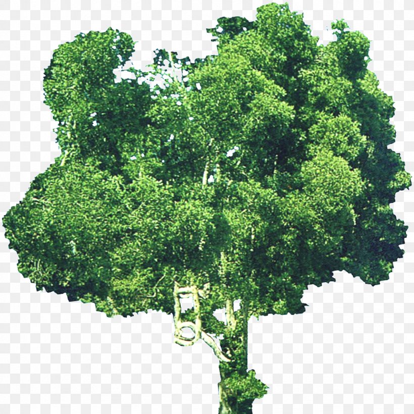 Shrub Tree Branch, PNG, 1024x1024px, Shrub, Branch, Leaf, Photography, Plant Download Free