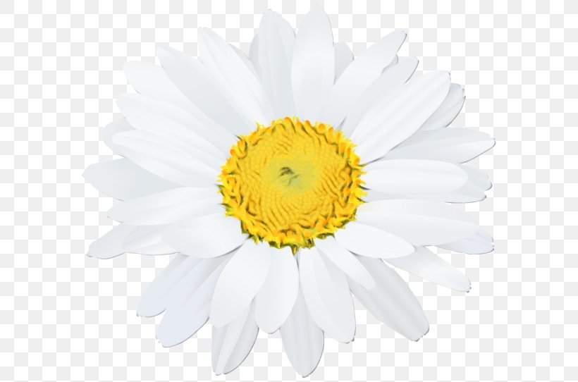 Watercolor Flower Background, PNG, 600x542px, Watercolor, Aster, Asterales, Camomile, Chamaemelum Nobile Download Free