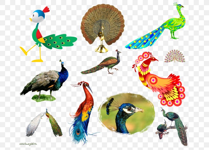 Bird Beak Feather Clip Art, PNG, 699x590px, Bird, Asiatic Peafowl, Beak, Cartoon, Drawing Download Free