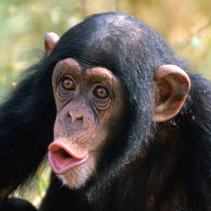 Common Chimpanzee Ngamba Island Chimpanzee Sanctuary Primate Bonobo Gorilla, PNG, 1024x1024px, Common Chimpanzee, Aggression, Animal, Ape, Bonobo Download Free