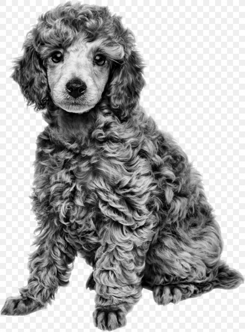Miniature Poodle Toy Poodle Cat Royal Canin, PNG, 1024x1388px, Poodle, American Water Spaniel, Animal, Black And White, Breed Download Free