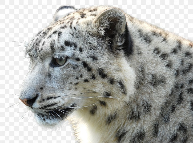 Polar Bear Leopard Gray Wolf Tiger, PNG, 1280x954px, Polar Bear, Animal, Bear, Big Cats, Black Tiger Download Free