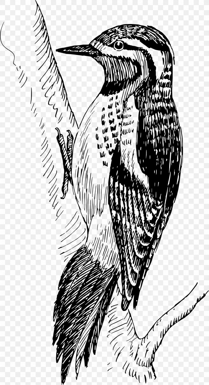 Bald Eagle Woodpecker Sapsucker Bird Clip Art, PNG, 1292x2382px, Bald Eagle, Art, Beak, Bird, Bird Of Prey Download Free