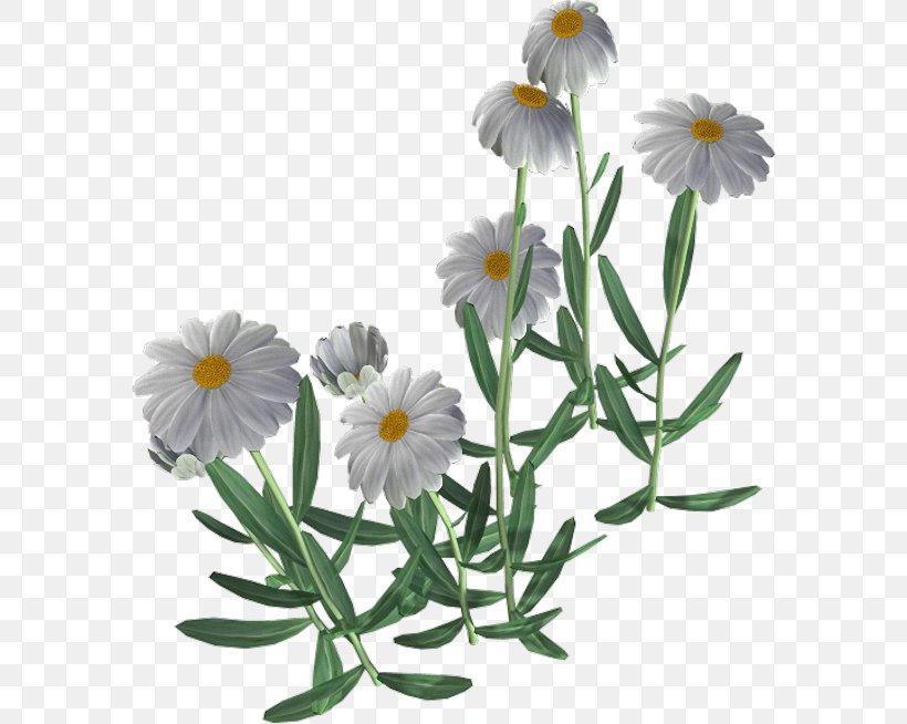 Common Daisy Flower Chamomile, PNG, 582x654px, Common Daisy, Chamaemelum Nobile, Chamomile, Daisy, Daisy Family Download Free