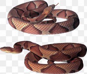 Snake - Common Garter Snake Vipers Clip Art PNG