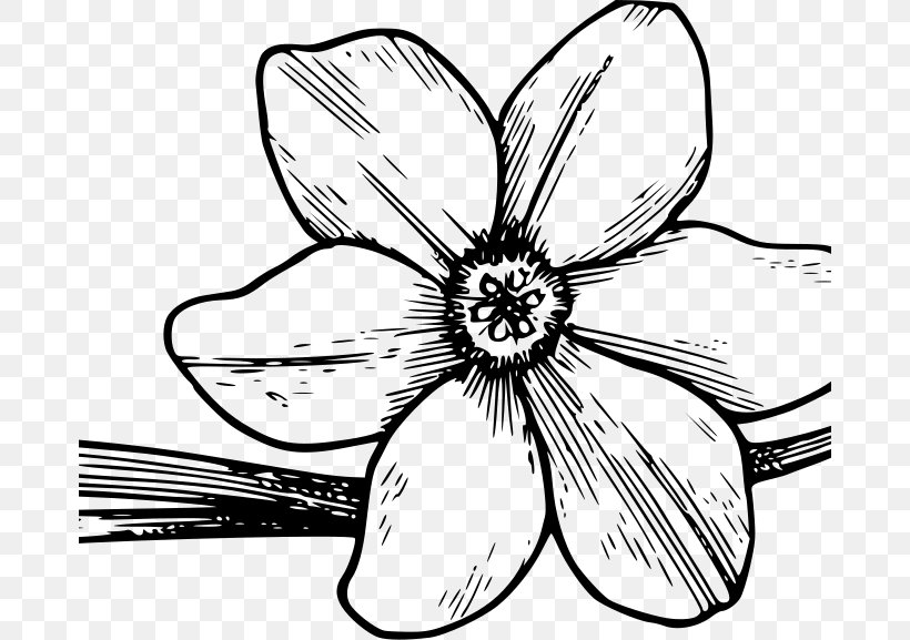 Flower Line Art, PNG, 678x577px, Flower, Blackandwhite, Coloring Book, Document, Dogwood Download Free