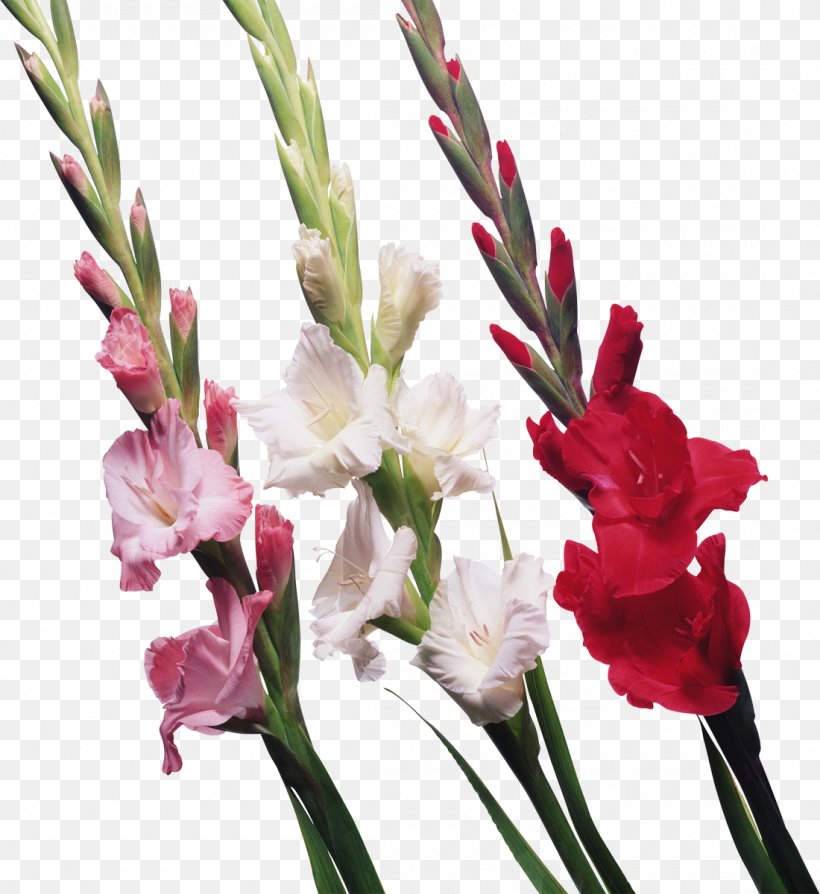 Gladiolus Display Resolution Clip Art, PNG, 1100x1200px, Gladiolus, Botanical Illustration, Bulb, Corm, Cut Flowers Download Free