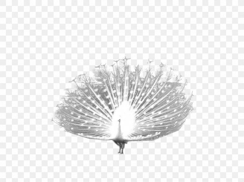 Bird Peafowl Clip Art, PNG, 1078x807px, Bird, Black And White, Computer Graphics, Decorative Fan, Monochrome Download Free