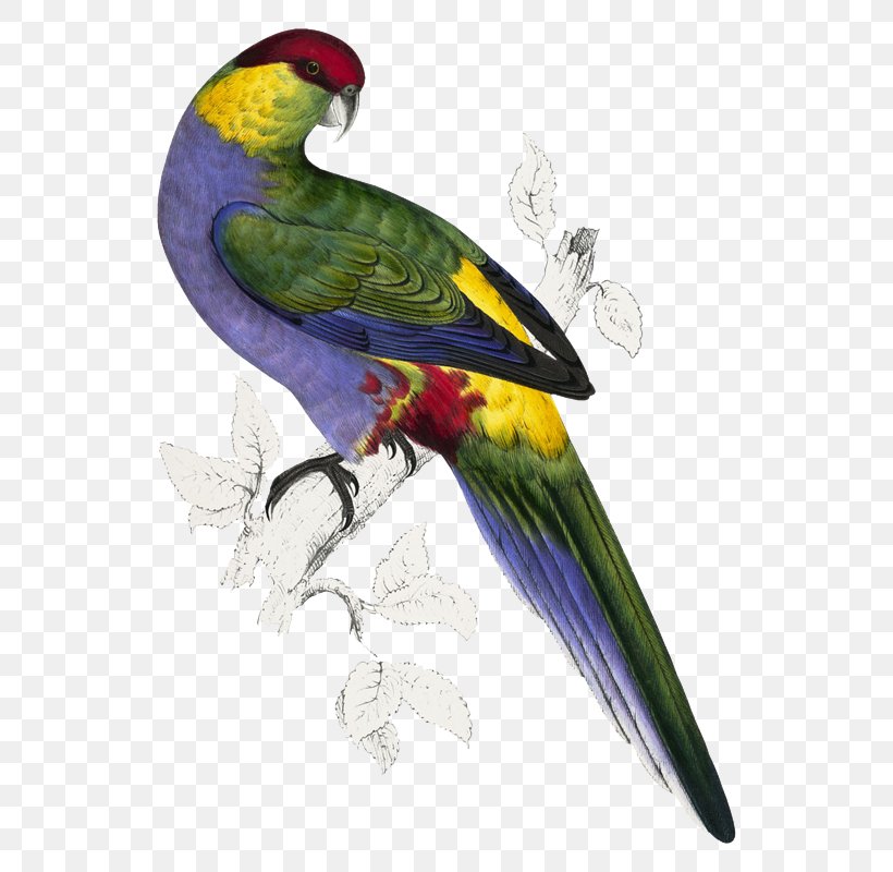 Illustrations Of The Family Of Psittacidae, Or Parrots Bird Edward Lear, PNG, 584x800px, Parrot, Art, Artist, Australian Ringneck, Beak Download Free