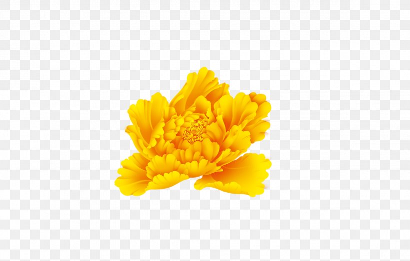 Yellow Moutan Peony Flower, PNG, 2368x1512px, Yellow, Calendula, Chrysanths, Daisy Family, Flower Download Free