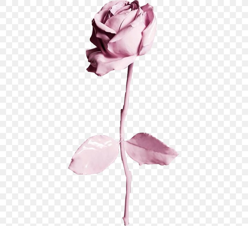 Desktop Wallpaper IPhone 6 Best Roses Wallpaper, PNG, 367x748px, Iphone 6, Best  Roses, Blue, Cut Flowers,