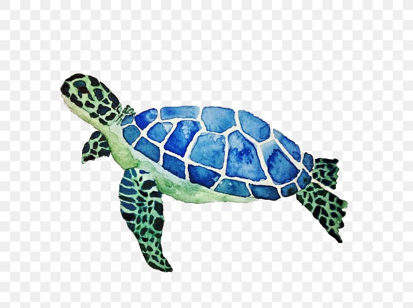 Green Sea Turtle Color, PNG, 612x612px, Turtle, Color, Cotton, Cushion, Green Sea Turtle Download Free
