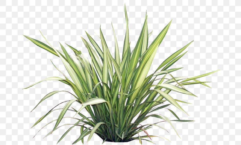 Herbaceous Plant Information, PNG, 699x494px, Herbaceous Plant, Data Compression, Dianella Caerulea, Digital Image, Flax Lilies Download Free