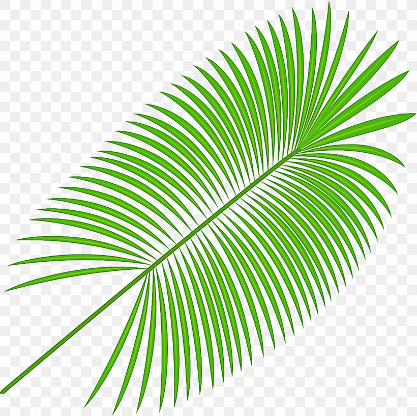 Palm Tree, PNG, 1187x1184px, Leaf, Arecales, Cycad, Flower, Green Download Free