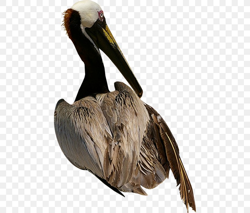Pelican Bird Goose Owl, PNG, 466x700px, Pelican, Animal, Ardea, Beak, Bird Download Free