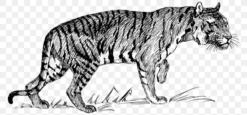 Tiger Download Clip Art, PNG, 768x384px, Tiger, Animal Figure, Artwork, Big Cats, Black And White Download Free