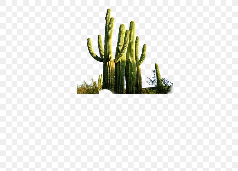 Cactus Euclidean Vector Line Plants, PNG, 591x591px, Cactus, Caryophyllales, Euclidean Space, Flowering Plant, Flowerpot Download Free