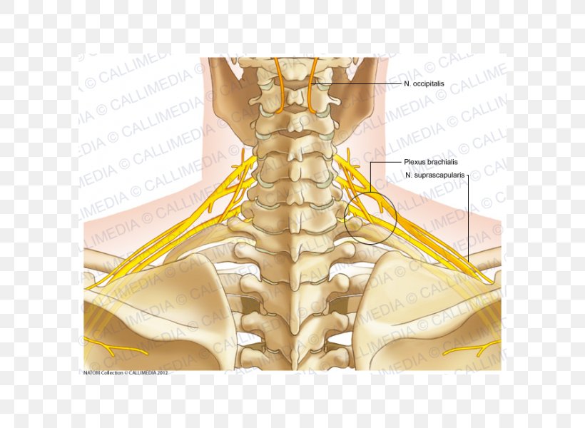 Finger Nerve Bone Neck Muscle, PNG, 600x600px, Watercolor, Cartoon, Flower, Frame, Heart Download Free