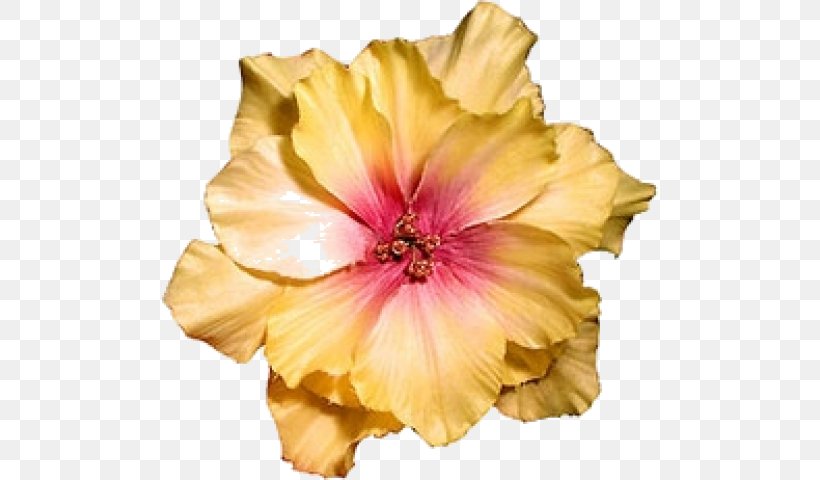 Hibiscus Flower Dress Clothing Barrette, PNG, 496x480px, Hibiscus, Barrette, Clothing, Clothing Accessories, Color Download Free
