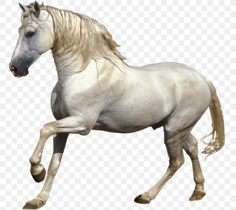 Mustang Stallion Foal Pony White Horse, PNG, 760x730px, Mustang, Abraxas, Animal, Animal Figure, Blog Download Free