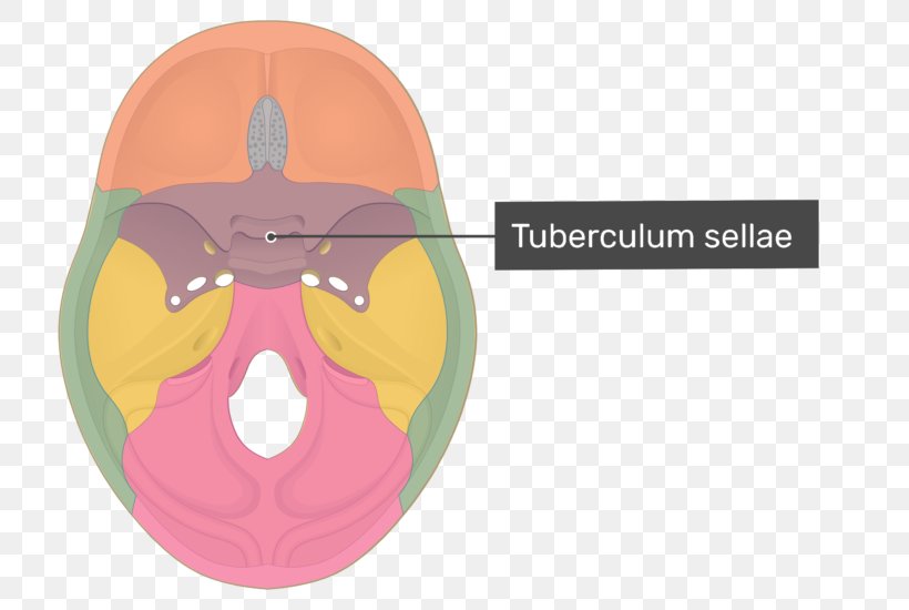 Sphenoid Bone Skull Anterior Clinoid Process Foramen Ovale Optic Canal, PNG, 757x550px, Sphenoid Bone, Anatomy, Base Of Skull, Bone, Cranial Cavity Download Free