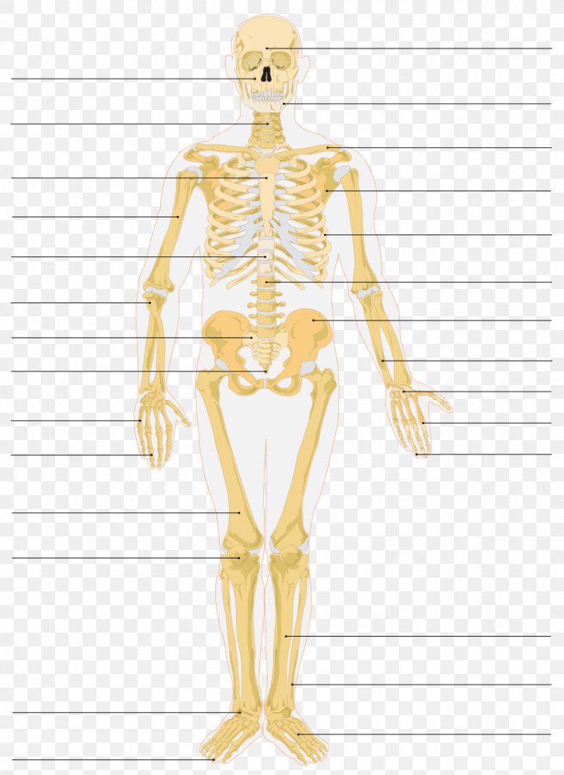 The Skeletal System Human Skeleton Bone Anatomy, PNG, 872x1199px, Watercolor, Cartoon, Flower, Frame, Heart Download Free