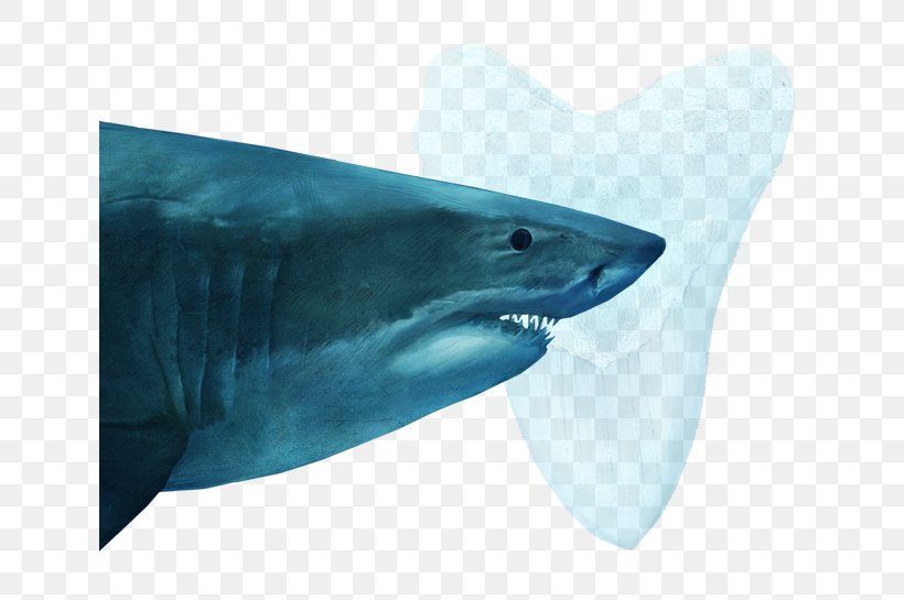 Tiger Shark Great White Shark Shark Fin Soup Oceanic Whitetip Shark Squaliformes, PNG, 640x545px, Tiger Shark, Cartilaginous Fish, Fin, Fish, Great White Shark Download Free