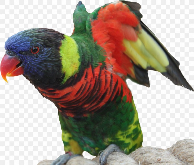 Bird Parrot Macaw Feather Animal, PNG, 1280x1093px, Bird, Animal, Beak, Fauna, Feather Download Free