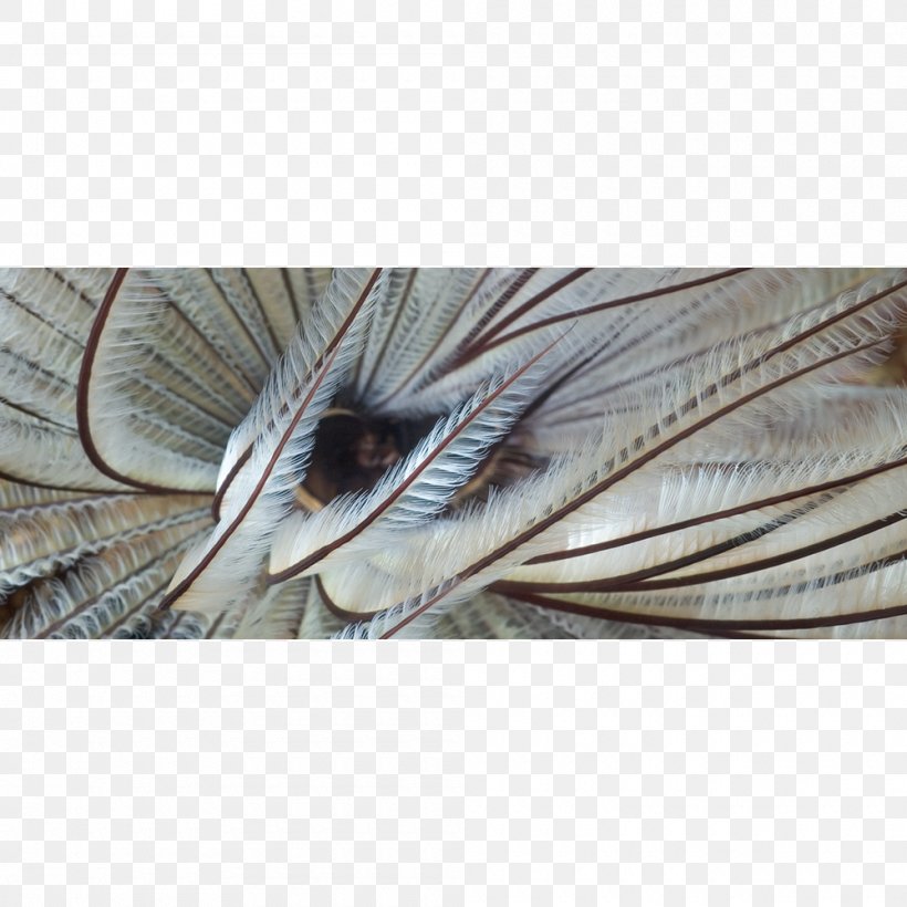 Sardine Close-up, PNG, 1000x1000px, Sardine, Closeup, Feather, Fish, Wing Download Free