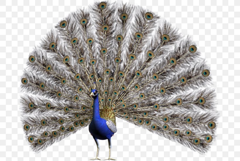 Bird Peafowl Clip Art Stock Photography Illustration, PNG, 699x553px, Bird, Asiatic Peafowl, Beak, Drawing, Feather Download Free