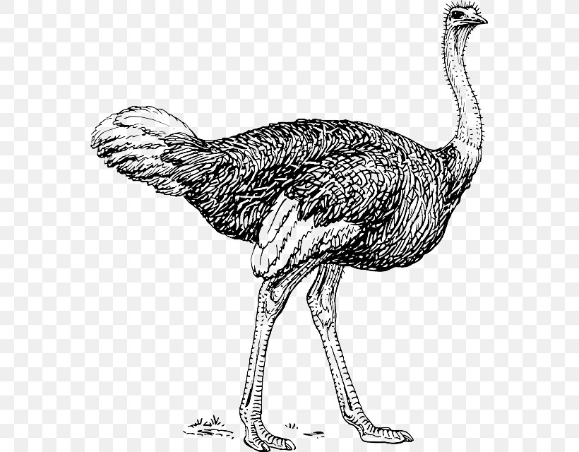 Common Ostrich Bird Clip Art Image Black And White, PNG, 563x640px, Common Ostrich, Animal, Beak, Bird, Black And White Download Free