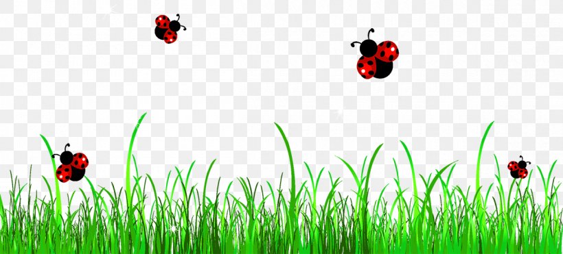 Ladybird Free Content Clip Art, PNG, 1200x544px, Ladybird, Cartoon, Document, Drawing, Free Content Download Free