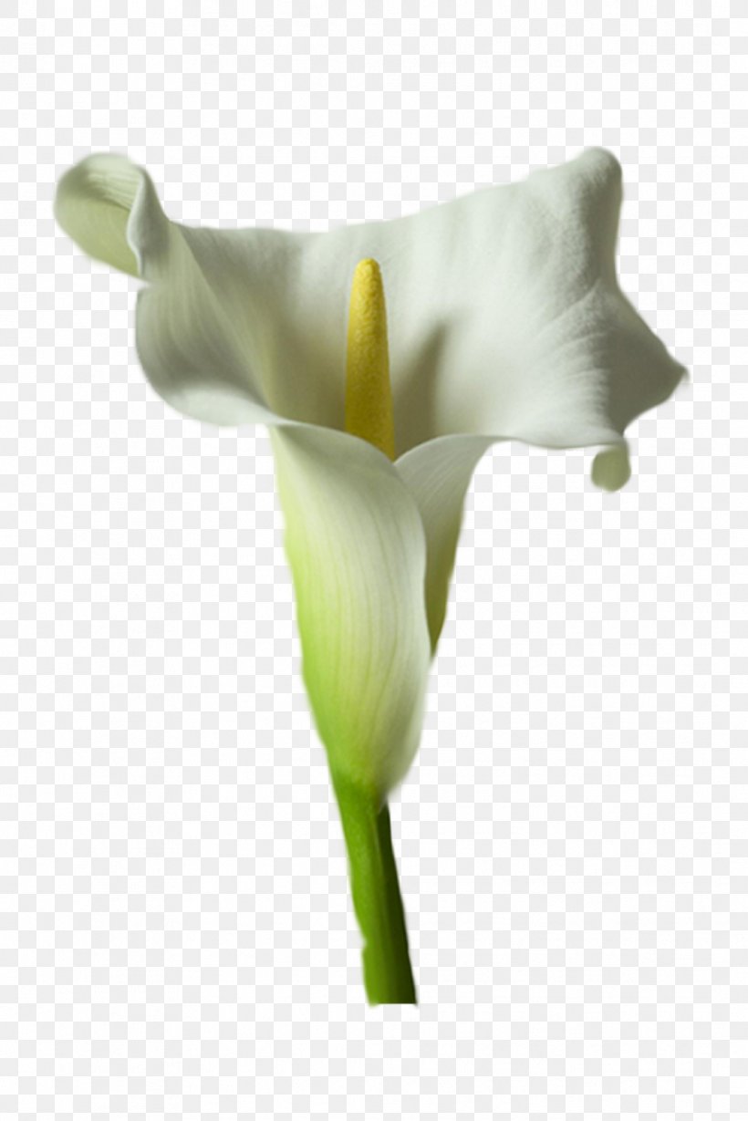 Arum-lily Flower Drawing Tulip Picture Frames, PNG, 1067x1600px, Arumlily, Alismatales, Arum, Arum Family, Arum Lilies Download Free