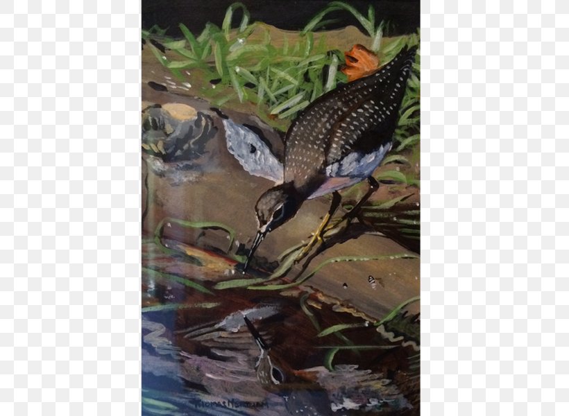 Beak Ecosystem Fauna Wildlife Tail, PNG, 600x600px, Beak, Bird, Ecosystem, Fauna, Fish Download Free