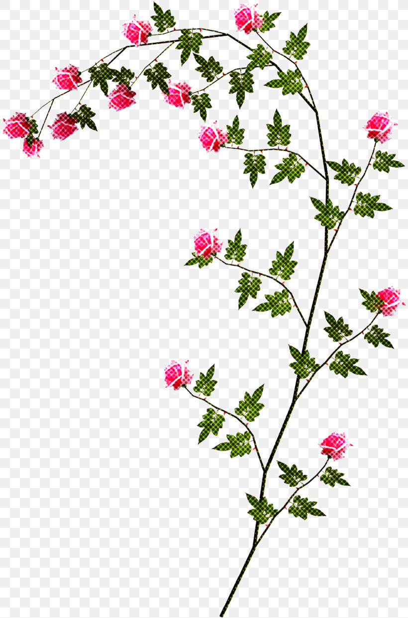Flower Plant Pedicel Prickly Rose Branch, PNG, 813x1241px, Flower, Branch, Geranium, Pedicel, Pink Family Download Free