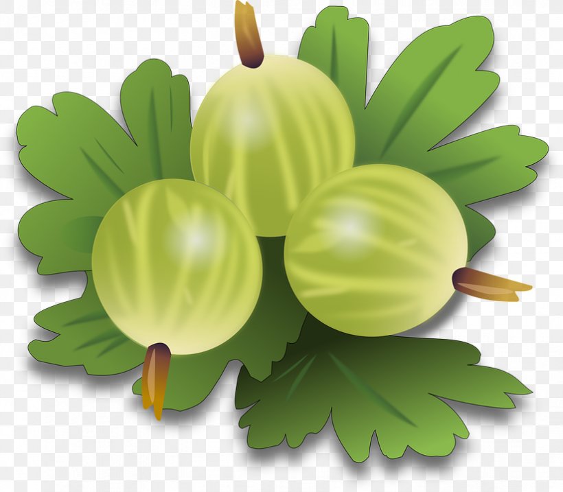 Gooseberry Fruit Clip Art, PNG, 823x720px, Gooseberry, Berry, Currant, Flower, Food Download Free