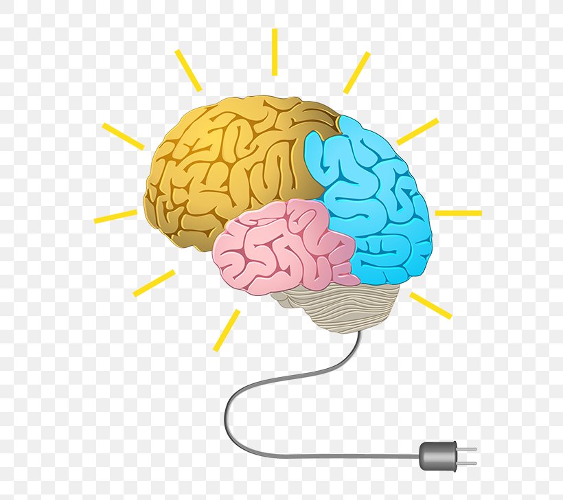 Human Brain Neurofeedback Cognitive Training Memory, PNG, 700x728px, Watercolor, Cartoon, Flower, Frame, Heart Download Free