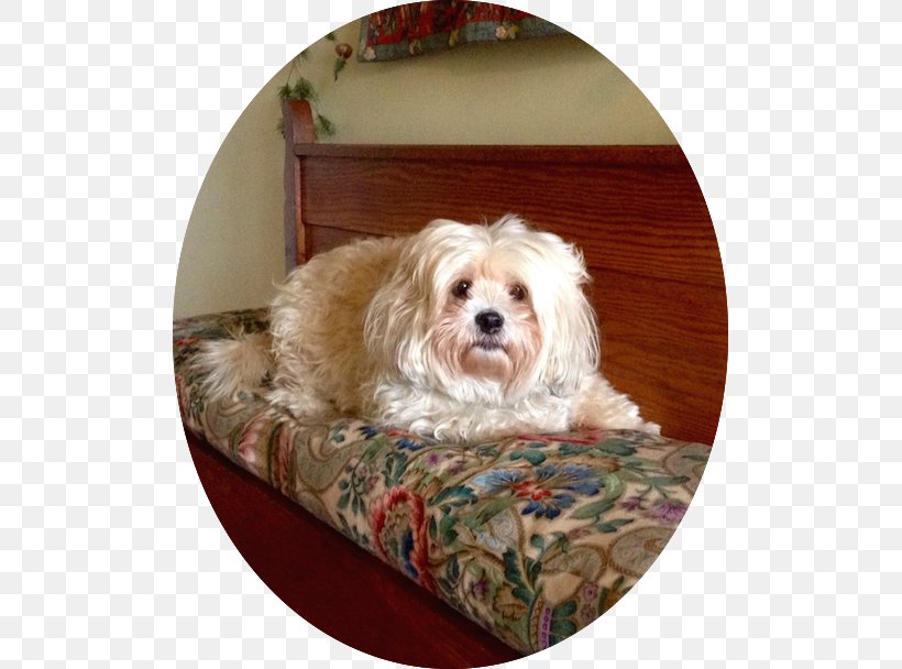 Morkie Cavapoo Lhasa Apso Cockapoo Schnoodle, PNG, 505x608px, Morkie, Bed, Breed, Carnivoran, Cavachon Download Free