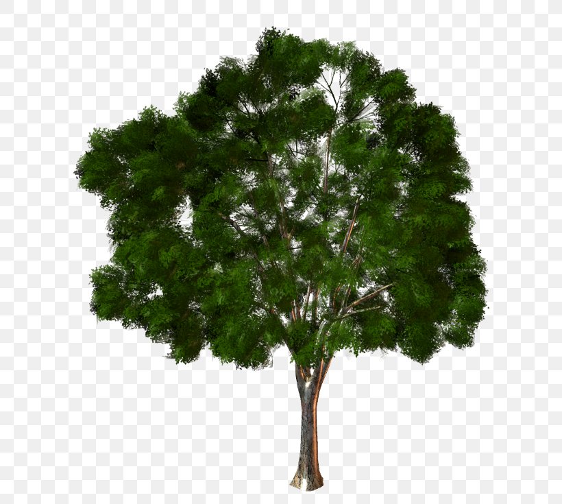 Branch Rubber Fig Tree Trunk Ficus Microcarpa, PNG, 650x735px, Branch, Banyan, Bay Laurel, Evergreen, Ficus Microcarpa Download Free