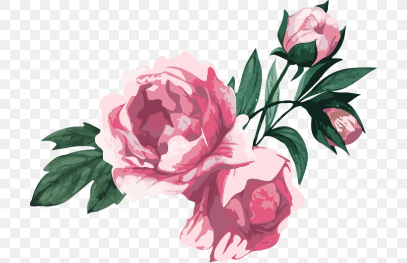 Garden Roses Centifolia Roses Floribunda Cut Flowers, PNG, 700x530px, Garden Roses, Artificial Flower, Centifolia Roses, Cut Flowers, Floral Design Download Free