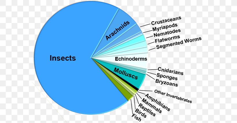 Pie Chart Insect Biology Species Diversity, PNG, 600x428px, Pie Chart, Animal Diversity Web, Area, Biodiversity, Biology Download Free