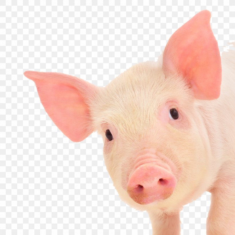 Piglet Domestic Pig Stock Photography Royalty-free, PNG, 900x900px, Piglet, Depositphotos, Domestic Pig, Livestock, Nose Download Free
