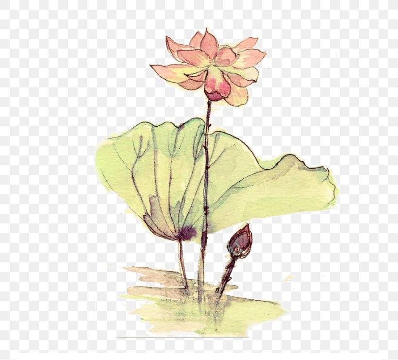Pygmy Water-lily Nelumbo Nucifera, PNG, 750x741px, Pygmy Waterlily, Designer, Drawing, Flora, Flower Download Free